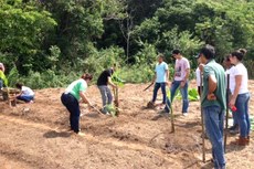 Alunos plantaram banana, cenoura, beterraba, alface, Gliricidia, entre outras espécies.