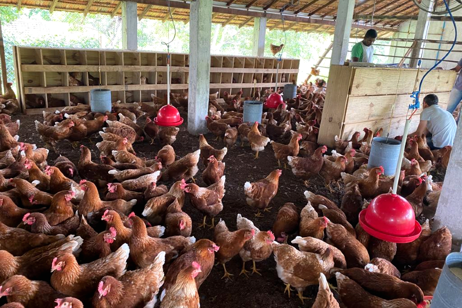 Laboratório de Avicultura cage free.jpg