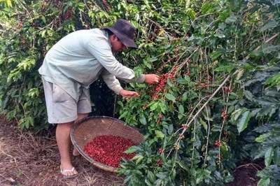 Estanislau, campeão do V Concurso de Cafés Especiais do RJ