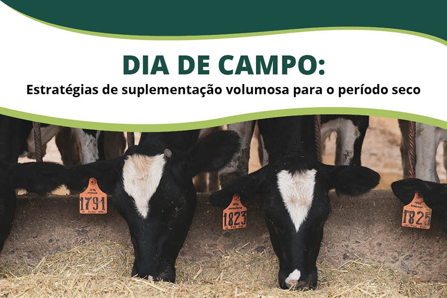 Dia de Campo: Estratégias de suplementação volumosa para o período seco