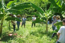 Participantes na unidade demonstrativa de banana