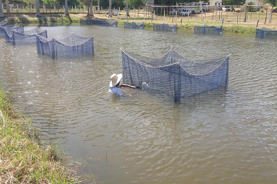 Uenf e Campus Cambuci iniciam experimento que pode auxiliar o produtor na criação de peixes