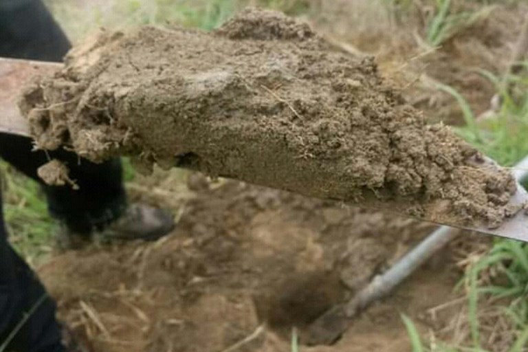 Projeto Capivara realiza plantio no Asilo do Carmo