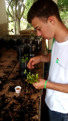 Projeto do Campus Avançado Cambuci visa propagação vegetativa de espécie com risco de extinção