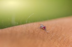 Artigo em destaque tem como tema a dengue.